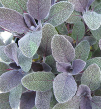 Salvia officinalis PURPURASCENS, detail listov