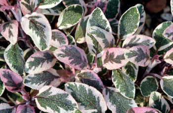 Salvia officinalis TRICOLOR. detail listov