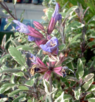 Salvia officinalis TRICOLOR, obdobie kvitnutia