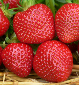 Jahodn�k velkoplod� �MALWINA�, kont. 0,5 l