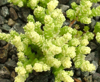 Sedum acre YELLOW QUEENdetail rastliny