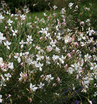 Gaura Lindheimeri WHITE DOVE, kont. 1 l