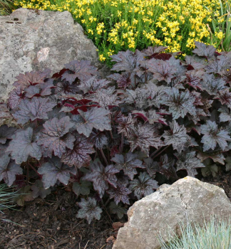 Dluicha americk PALACE PURPLE kont. 0,5 l