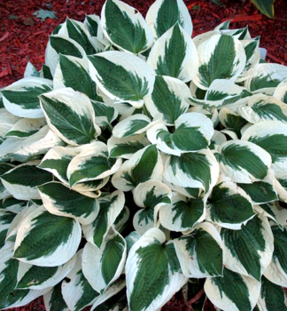 Hosta (Bohyka) PATRIOT kont. 1,5 l