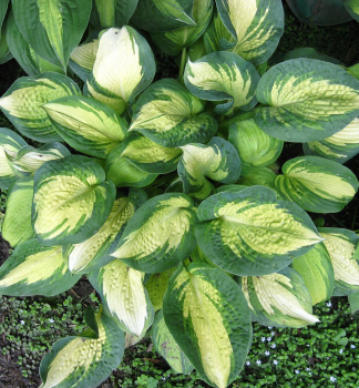 Hosta (Bohyka) GREAT EXPECTATION kont. 0,5 l