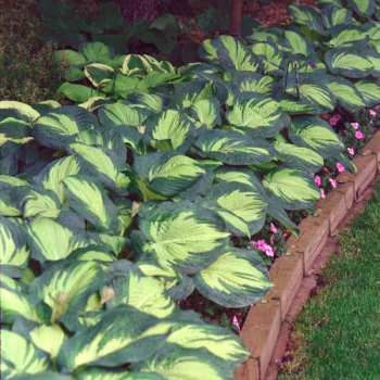 Hosta (Bohyka) GREAT EXPECTATION kont. 1,5 l