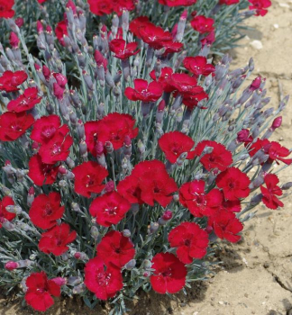 Obr�zok