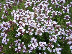 Materina dka / Thymus vulgaris COMPACTUS