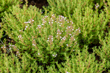 Obrzok (5)