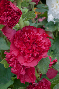 Obr�zok (5)