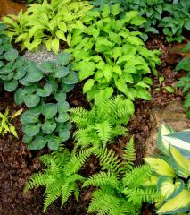 Athyrium filix femina v zhone s kombinciou inch rastln