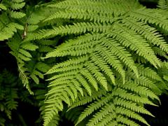 Athyrium filix femina detail listu