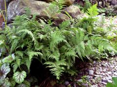 Athyrium filix femina v zhone