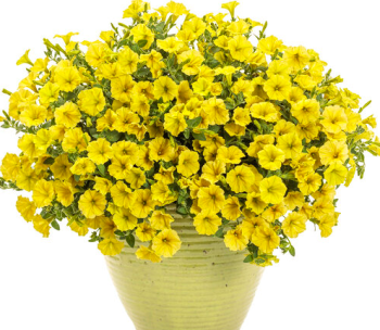 Minipetnie polopevisl VISTA YELLOW, kont. 0,5 l