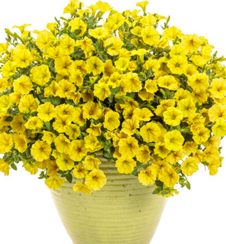 Pet�nie p�evisl� �SUPERTUNIA� MINI VISTA YELLOW�, kont. 0,5 l