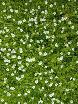 Machovika idlovit / Sagina subulata