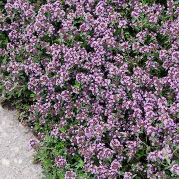 Obr�zok (5)