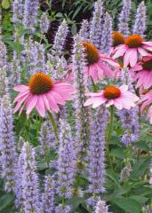 Agastache BLUE FORTUNE v kombincii s Echinaceou purpurovou