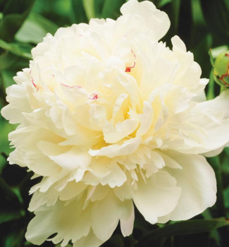 Pivo�ka bylinn� �MARIE LEMOINE�, kont. 1,5 l