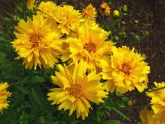 Kr�snoo�ko ve�kokvet� / Coreopsis grandiflora �SUNRAY�
