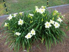 Hemerocallis GENTLE SHEPHARD