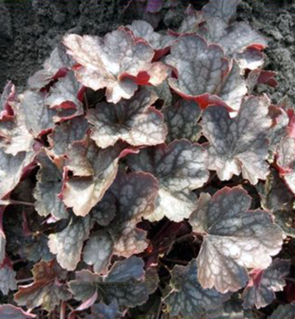 Obrzok (3)