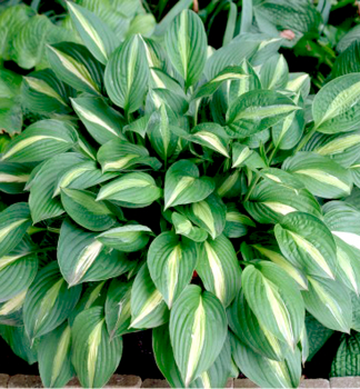 Hosta (Bohyka) STRIPTEASE kont. 1 l