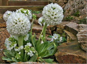 Primula denticulata ALBA v exteriri medzi skalami