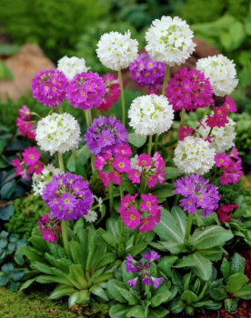 Primula denticulata ALBA zmes prvosienok