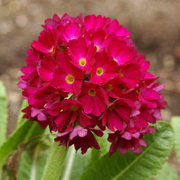 Obrzok (3)