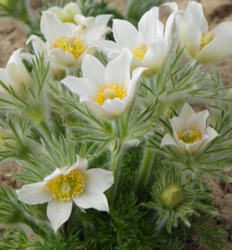 Koniklec obecn� �PINWHEEL WHITE� kont. 0,5 l