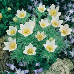 Pulsatilla vulgaris �ALBA� v z�hone