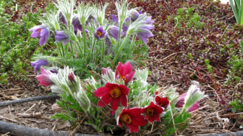 Pulsatilla vulgaris �ROTE GLOCKE� zmes poniklecov