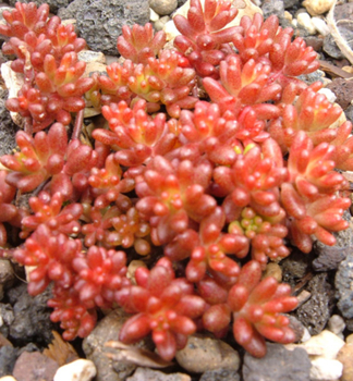 Rozchodnk bl CORAL CARPET kont. 0,5 l