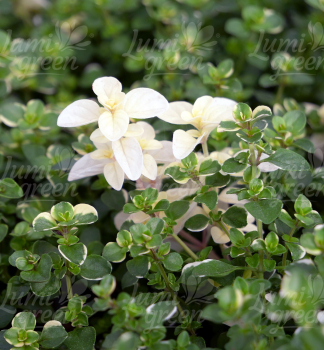 Obr�zok (4)