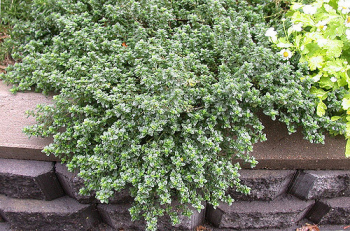 Obrázok (2) Obrázok (2)