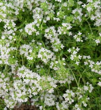 Obrzok (5)