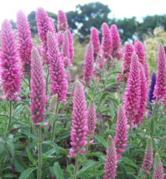 Rozrazil HEIDEKIND kont. 1,4 l