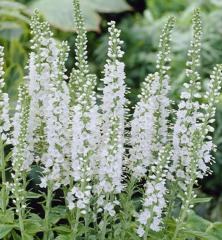 Rozrazil klasnat� �ICICLE� kont. 1,4 l