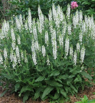 Veronica spicata �ICICLE�