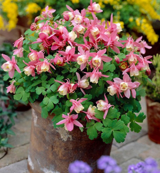 Orl��ek v�j��ovit� �SPRING MAGIC WHITE PINK�, kont. 0,5 l