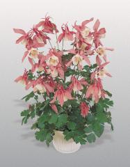 Aquilegia hybrida Spring Magic �ROSE WHITE� osaden� v n�dobe