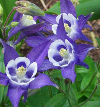 Orl��ek v�j��ovit� �SPRING MAGIC BLUE WHITE�, kont. 0,5 l