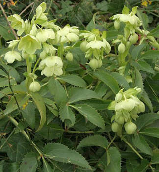 Obrzok (2)