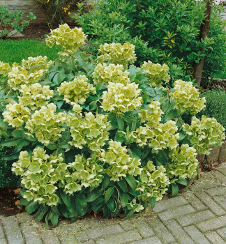 Obrzok (5)