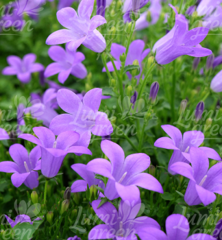 Obr�zok (9)