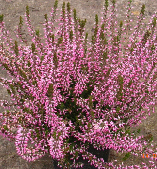 Ves obyejn PINK ANGIE kont. 0,5 l