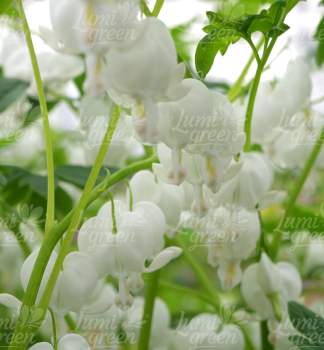 Obr�zok (5)