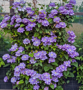Plamnek velkokvt BLUE EXPLOSION 40-50 cm, kont. 2 l, remontantn