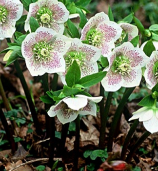 Obrzok (3)